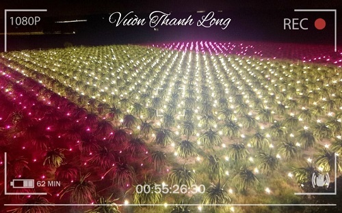 vườn Thanh Long ban đêm