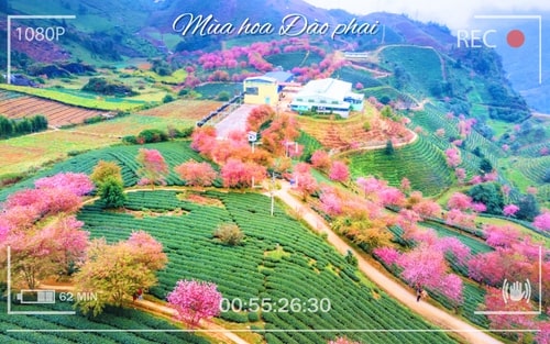 Mùa hoa Đào phai